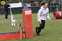 042-agility-dog-cecina-11-04-10