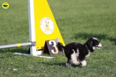 063-agilitydog-gpt-empoli-27set09