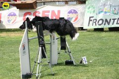 30-agility-dog-roma-29-05-2010
