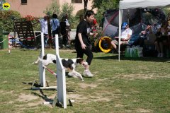 14-primo-trofeo-beagle-agility