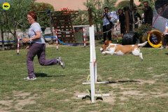 15-primo-trofeo-beagle-agility