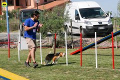 19-primo-trofeo-beagle-agility