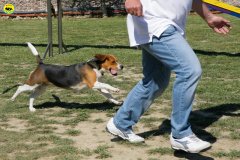 2-primo-trofeo-beagle-agility