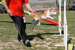 24-primo-trofeo-beagle-agility