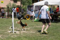 29-primo-trofeo-beagle-agility