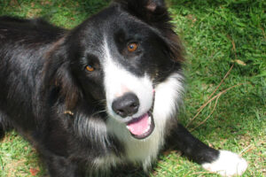 Bik Border Collie Bianco Nero