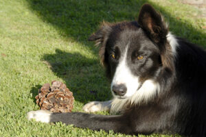 Bik Border Collie